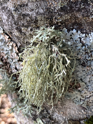 iNaturalist observation photo of Farinose Cartilage Lichen