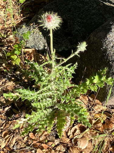 iNaturalist observation photo of Cobwebby Thistle