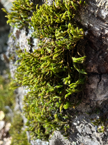 iNaturalist observation photo of Lyell's Bristle-moss
