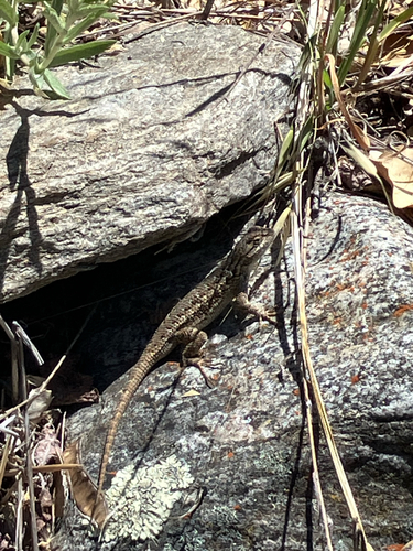 iNaturalist observation photo of Western Fence Lizard