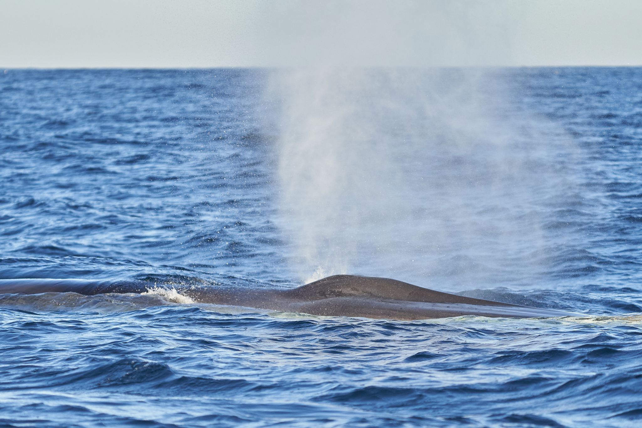 Balaenoptera physalus