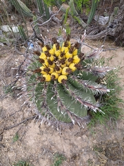 Ferocactus herrerae