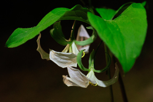 Trillium catesbaei, photograph 1