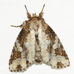Disphragis tharis
