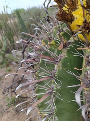Ferocactus herrerae