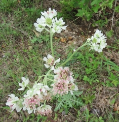 Hymenopappus artemisiifolius