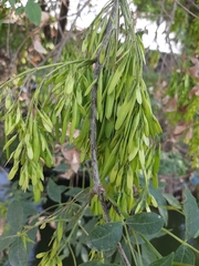 Fraxinus uhdei