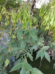 Fraxinus uhdei