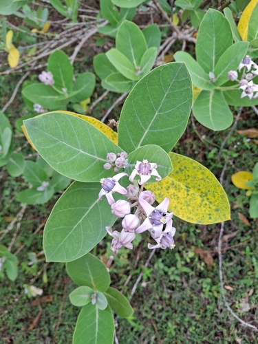 Calotropis gigantea