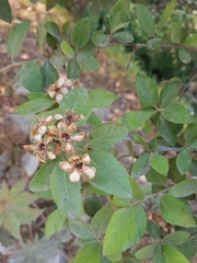 Crataegus mexicana