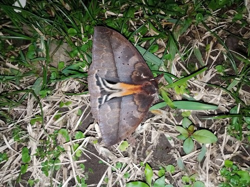 Automeris postalbida