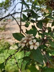 Crataegus mexicana