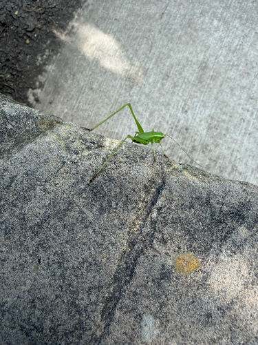 Featured image for “Fork-tailed Bush Katydid”