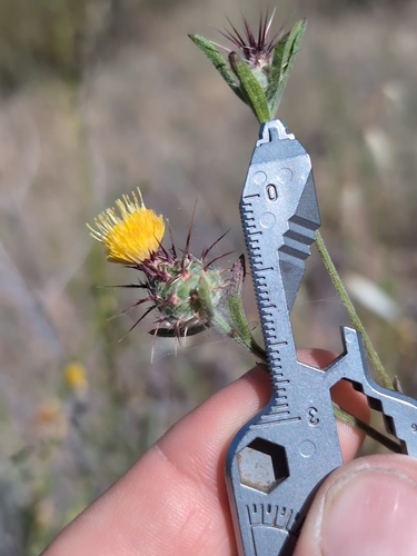 iNaturalist observation photo of Maltese star-thistle