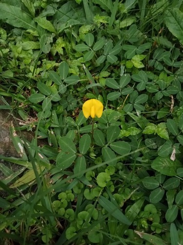 Arachis pintoi