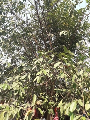 Psidium friedrichsthalianum