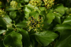 Dilophus febrilis