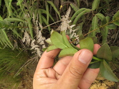 Symplocos theiformis