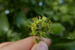 Dilophus febrilis