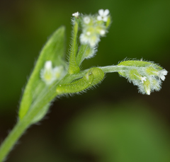 Myosotis macrosperma