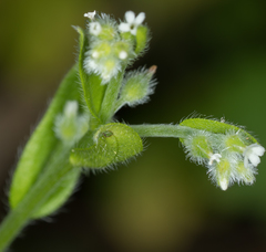 Myosotis macrosperma