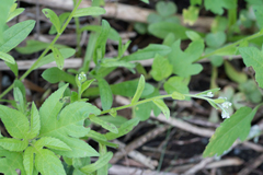 Myosotis macrosperma