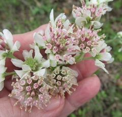 Hymenopappus artemisiifolius