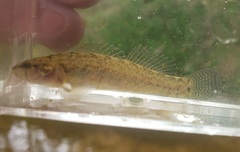 Etheostoma chienense