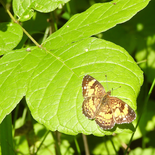 Silvery Checkerspot photo 6
