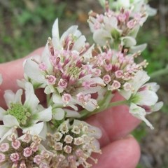 Hymenopappus artemisiifolius