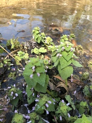 Lamium purpureum