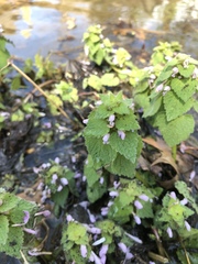 Lamium purpureum