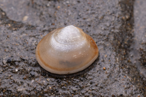 タカホコシラトリ
