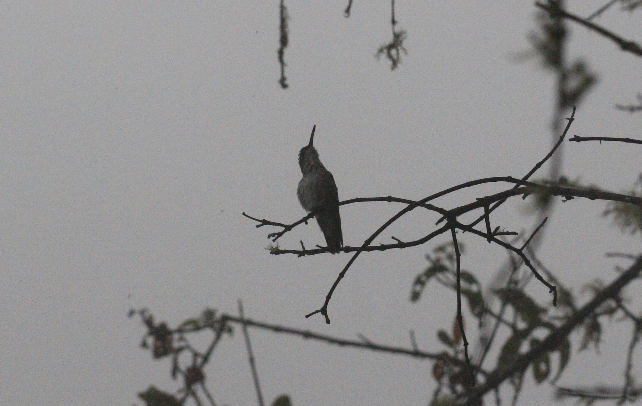 White-bellied Hummingbird (Elliotomyia chionogaster), photo 5