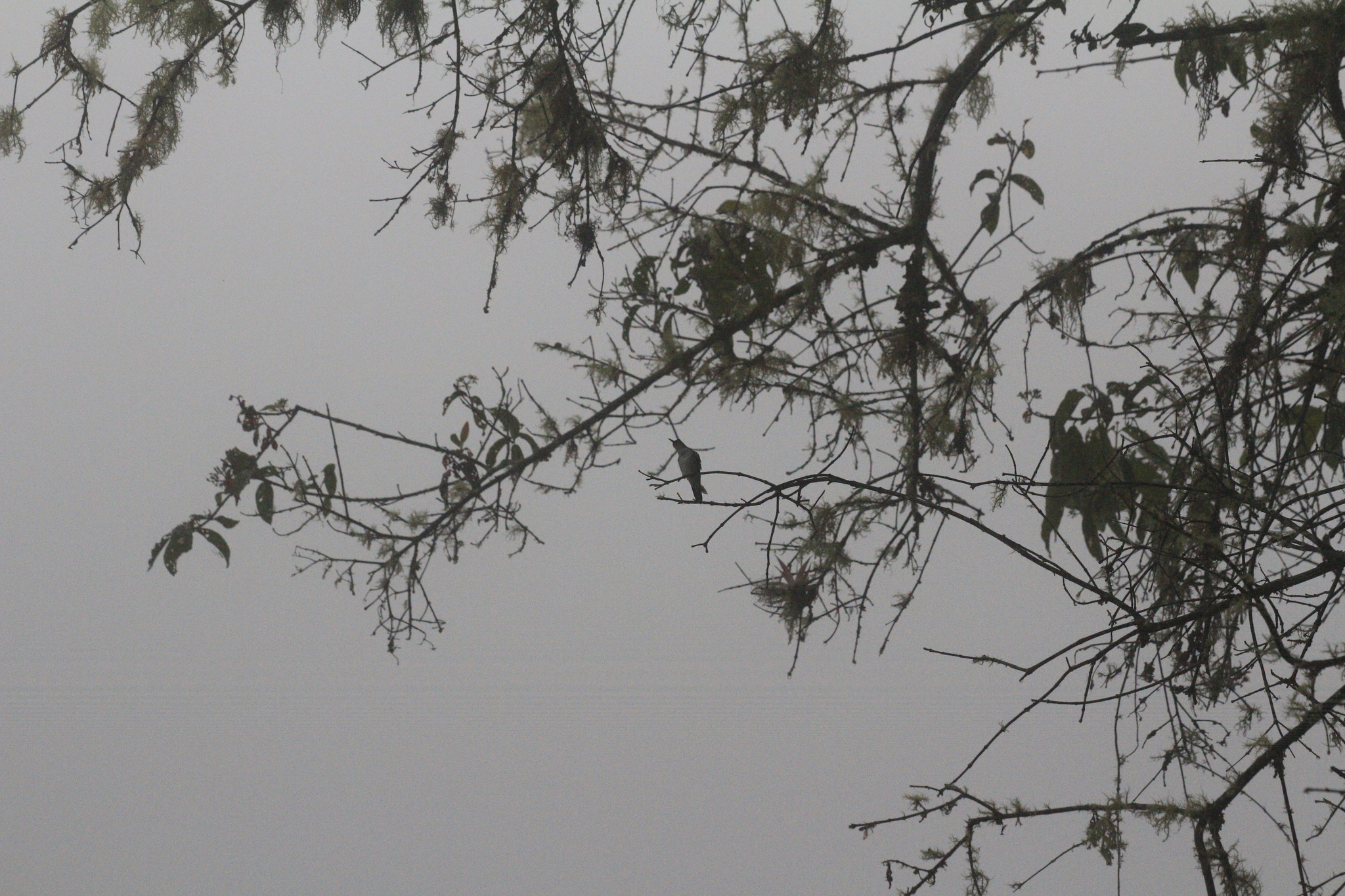 White-bellied Hummingbird (Elliotomyia chionogaster), photo 3