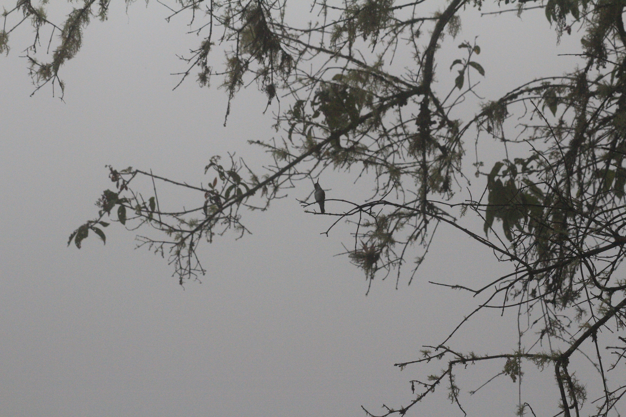 White-bellied Hummingbird (Elliotomyia chionogaster), photo 4