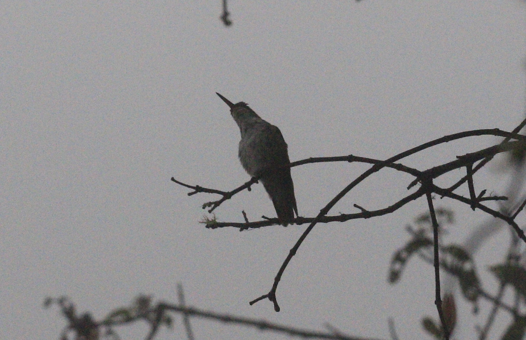 White-bellied Hummingbird (Elliotomyia chionogaster), photo 7