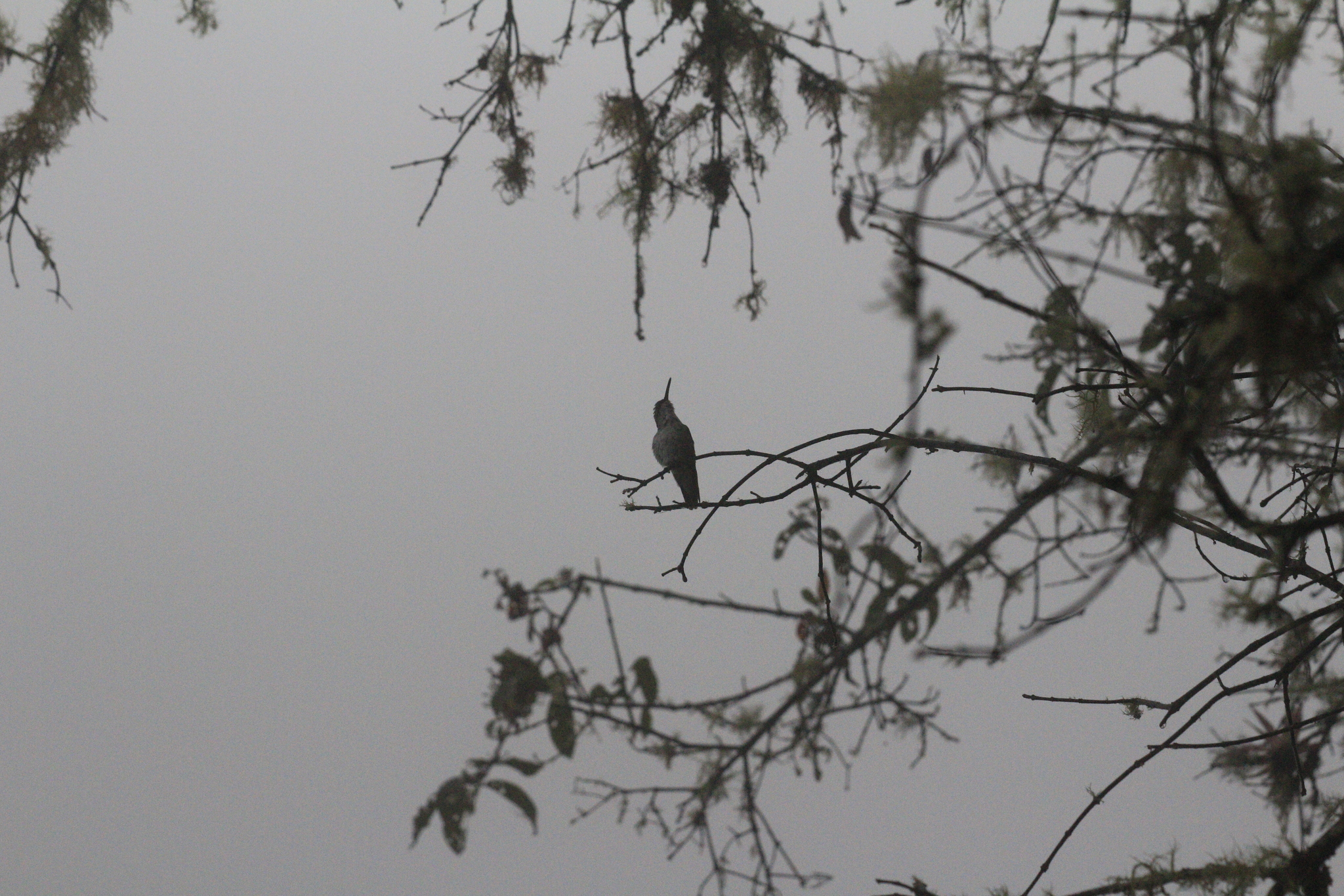 White-bellied Hummingbird (Elliotomyia chionogaster), photo 6