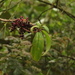 Miconia brachygyna - Photo (c) Mateo Hernandez Schmidt, some rights reserved (CC BY-NC-SA), uploaded by Mateo Hernandez Schmidt