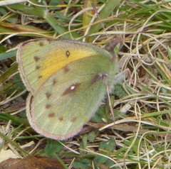 Colias euxanthe