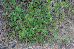 Medicago orbicularis