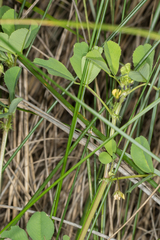 Medicago orbicularis