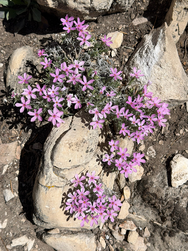 Phlox austromontana, photograph 5