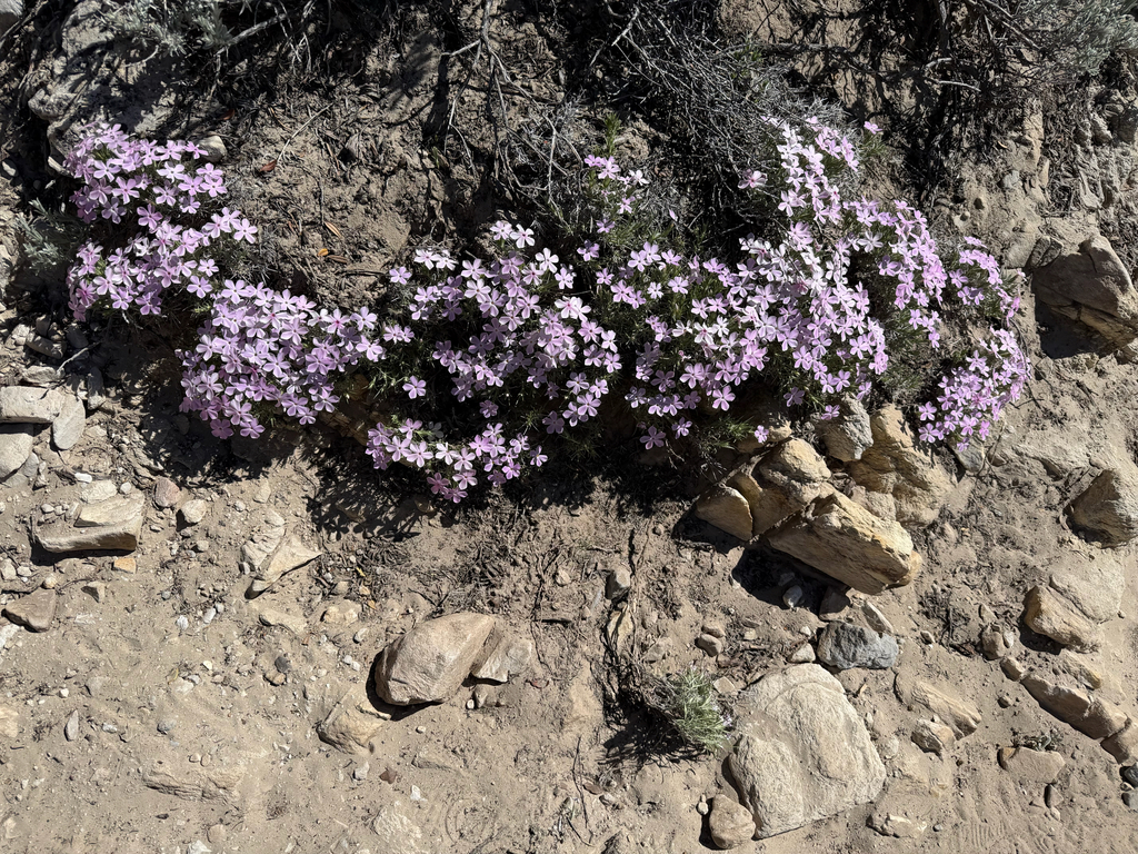 Phlox austromontana; photograph author not stated, no rights reserved