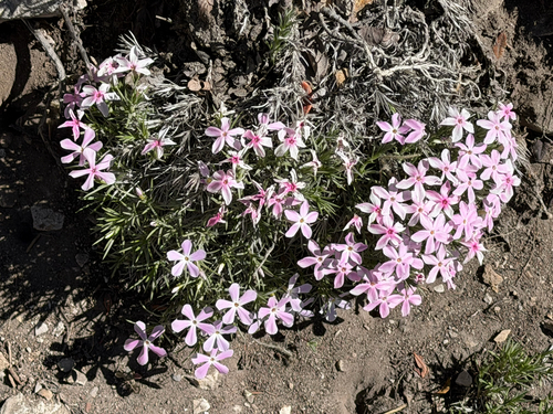 Phlox austromontana, photograph 3