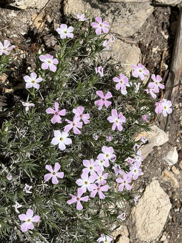 Phlox austromontana, photograph 4