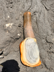 Panopea generosa