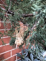 Pestalotiopsis funerea