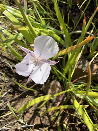 Calochortus uniflorus, photograph 2