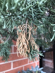 Pestalotiopsis funerea